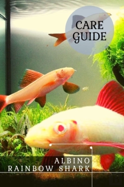 Bertrand.pt - Albino Rainbow Shark
