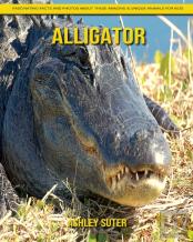 Alligator