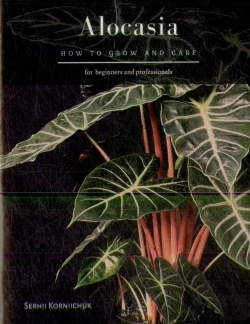 Bertrand.pt - Alocasia