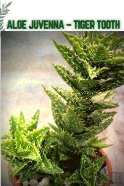Bertrand.pt - Aloe Juvenna - Tiger Tooth