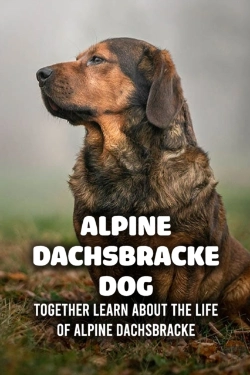 Bertrand.pt - Alpine Dachsbracke Dog