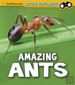 Bertrand.pt - Amazing Ants