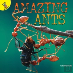 Bertrand.pt - Amazing Ants