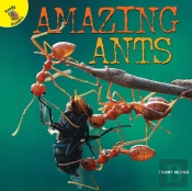 Amazing Ants
