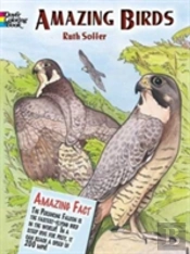Amazing Birds