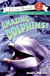 Amazing Dolphins!