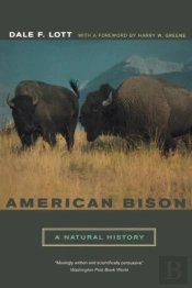 American Bison
