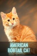 American Bobtail Cat