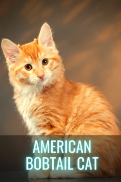 Bertrand.pt - American Bobtail Cat