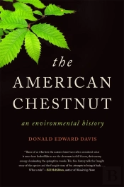 American Chestnut