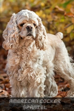 Bertrand.pt - American Cocker Spaniel