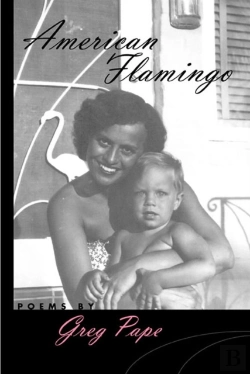 Bertrand.pt - American Flamingo