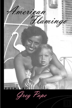 Bertrand.pt - American Flamingo