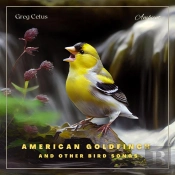 American Goldfinch And Other Bird Songs