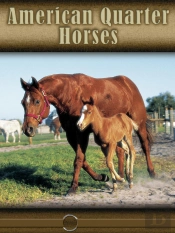 American Quarter Horse