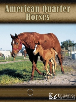 Bertrand.pt - American Quarter Horses