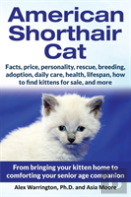 American Shorthair Cat