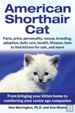 Bertrand.pt - American Shorthair Cat