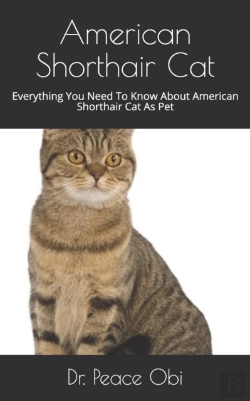 Bertrand.pt - American Shorthair Cat