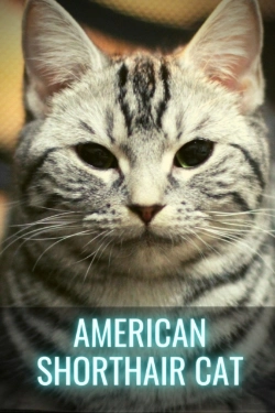 Bertrand.pt - American Shorthair Cat