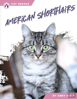 Bertrand.pt - American Shorthairs