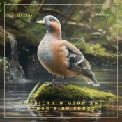 American Wigeon And Other Bird Songs