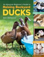 An Absolute Beginner'S Guide To Raising Backyard Ducks