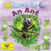 An Ant
