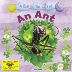 Bertrand.pt - An Ant