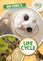 An Owl'S Life Cycle