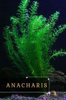 Anacharis