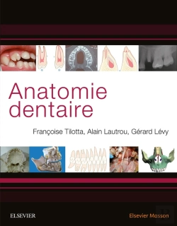 Bertrand.pt - Anatomie Dentaire