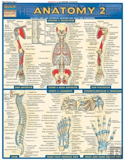 Bertrand.pt - Anatomy 2 - Reference Guide