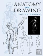 Anatomy And Drawing