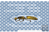 Anatomy Of The Honey Bee