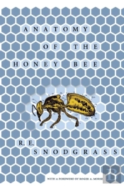 Anatomy Of The Honey Bee