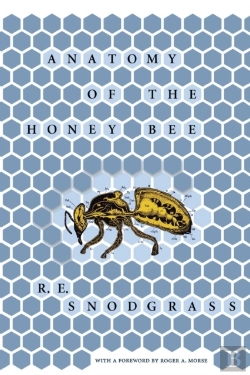 Bertrand.pt - Anatomy Of The Honey Bee