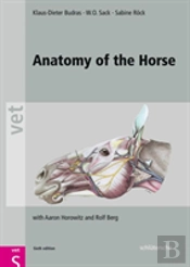 Anatomy Of The Horse