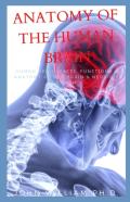 Anatomy Of The Human Brain