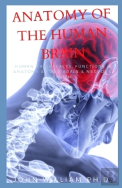 Anatomy Of The Human Brain