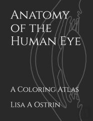 Anatomy Of The Human Eye