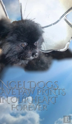 Bertrand.pt - Angel Dog  Journal