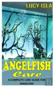 Angelfish Care