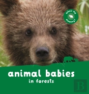 Animal Babies In Forests