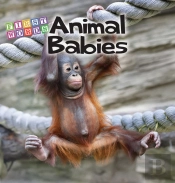Animal Babies