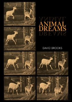 Bertrand.pt - Animal Dreams