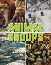 Animal Groups