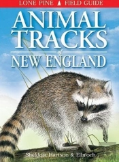 Animal Tracks Of New England