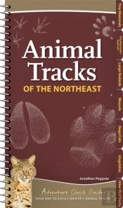 Animal Tracks Of The Northeast