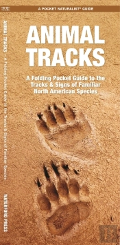 Animal Tracks